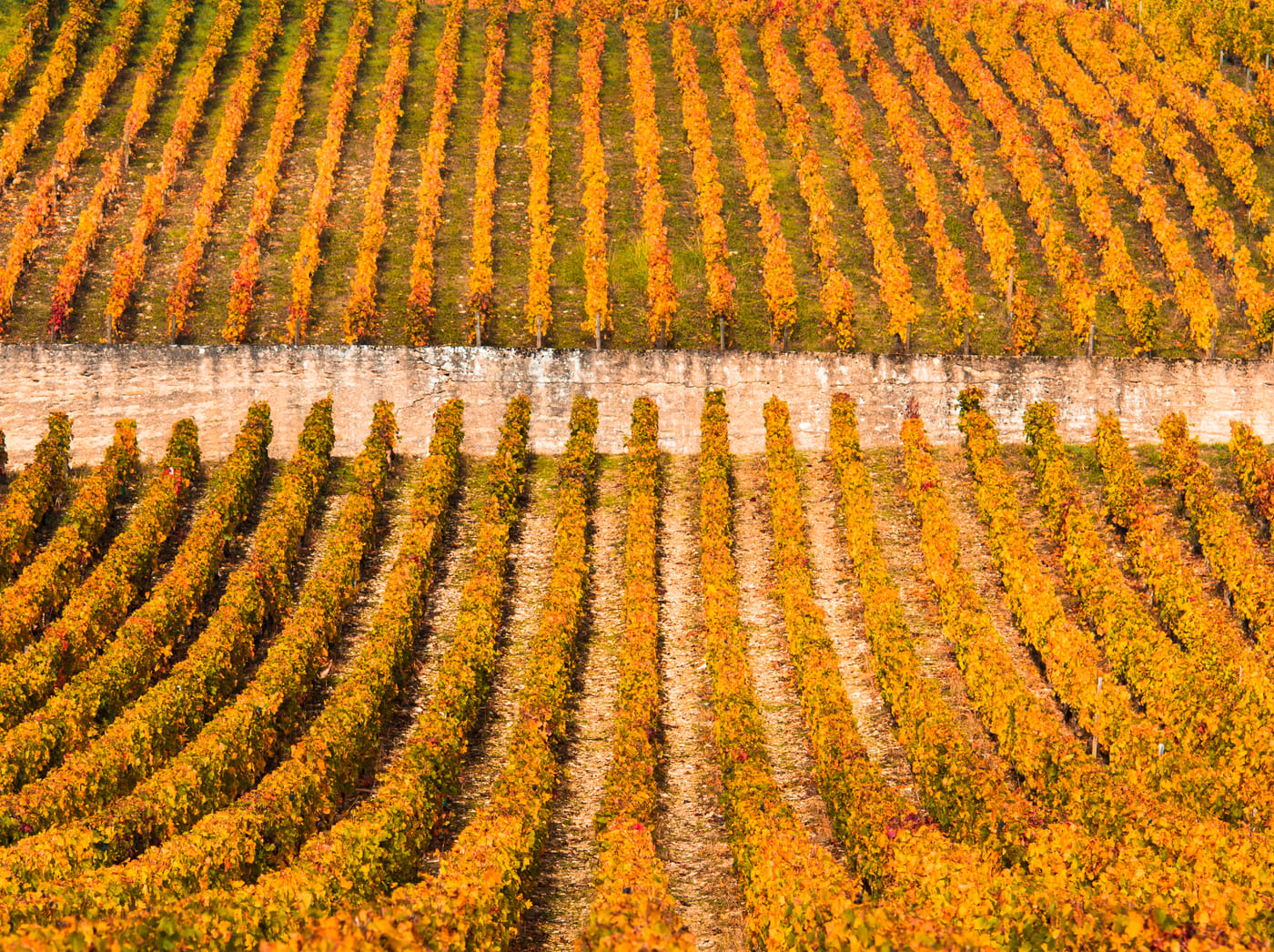 photo des vignes du terroir de valenger